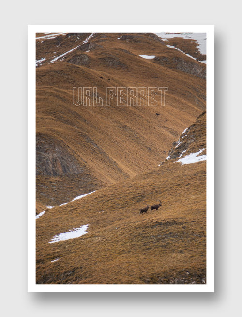 Face Montagne - Bouquetins dans le Val Ferret