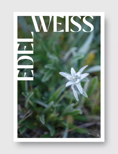 Face Montagne - Edelweiss