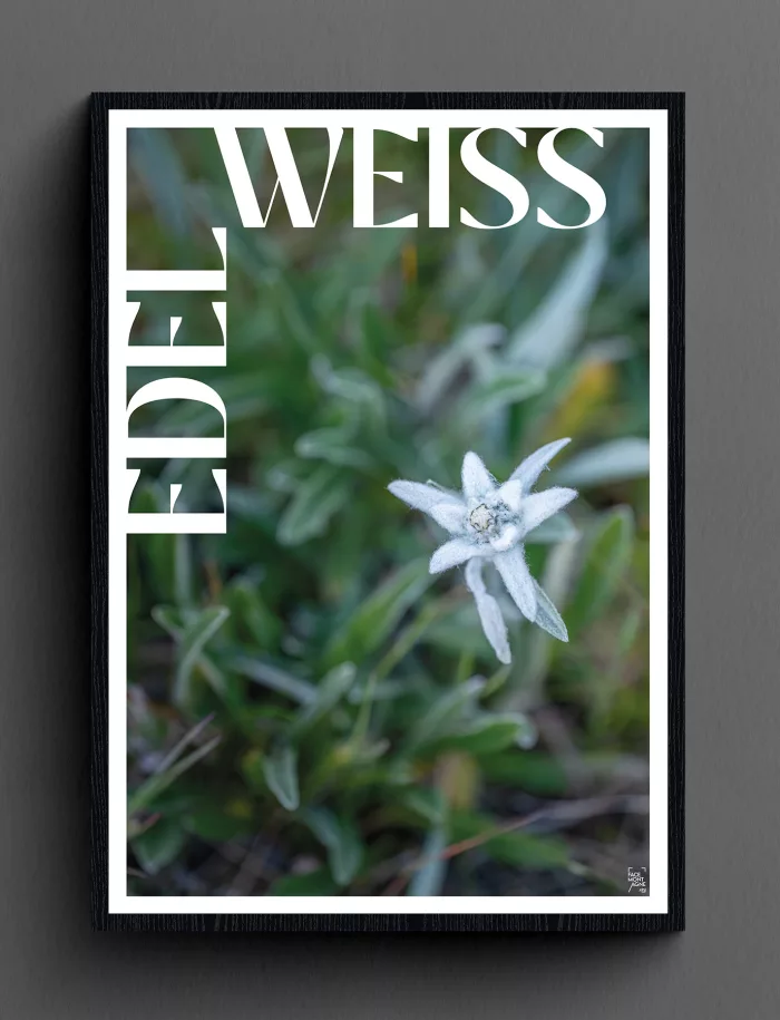 Face Montagne - Edelweiss