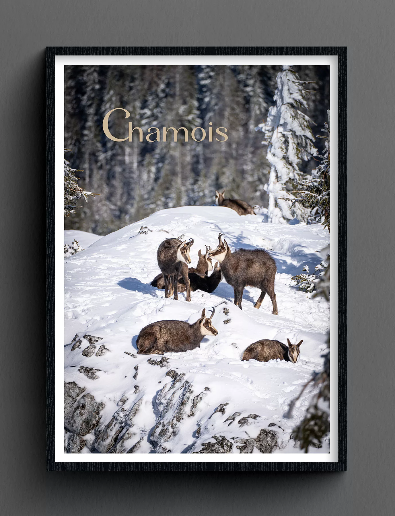 Face Montagne - Chamois